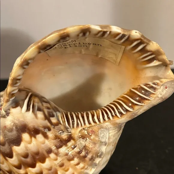 Natural Brown Tan Reptile Shell - Picture 4 of 6